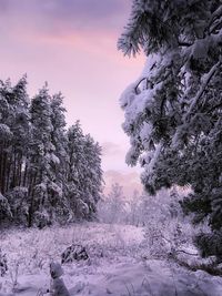 Snow covered pine trees against sky during sunset