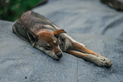 High angle view of dog sleeping on carpet outdoors