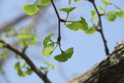 Low angle view of plant against sky