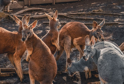 Herd of deer
