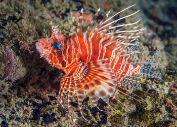 Close-up of fish swimming in sea