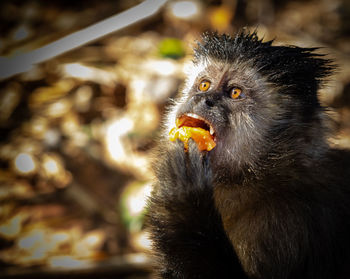 Close-up of honey eating fruit