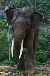 Elephant standing in a forest