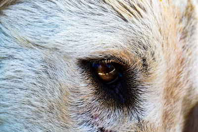 Close-up of dog eye