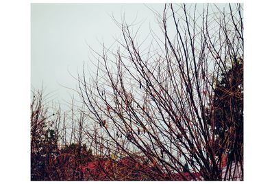 Low angle view of bare tree against sky