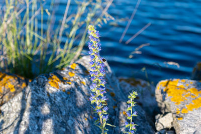 Close-up of flowering plant on rock