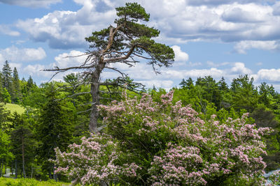 Flowering plants and trees against sky