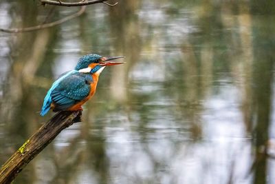 Bird perching on a tree