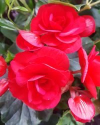 Close-up of red rose blooming outdoors