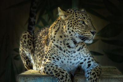 Close-up of a cat looking away