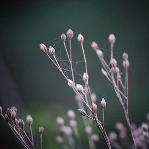 Old flowers in winter