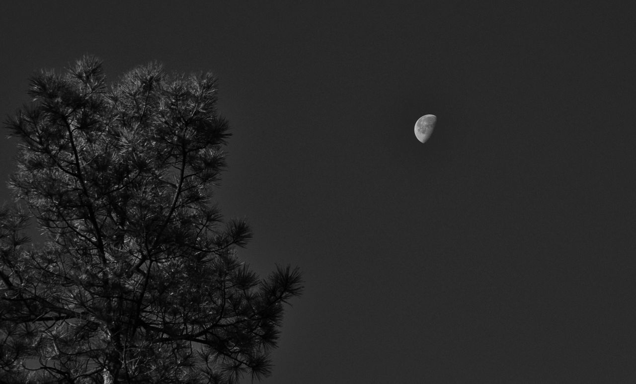 moon, low angle view, night, tree, sky, tranquility, beauty in nature, clear sky, silhouette, nature, scenics, full moon, astronomy, branch, tranquil scene, copy space, bare tree, high section, dusk, outdoors