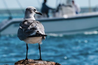 Close-up of seagull perching on a sea