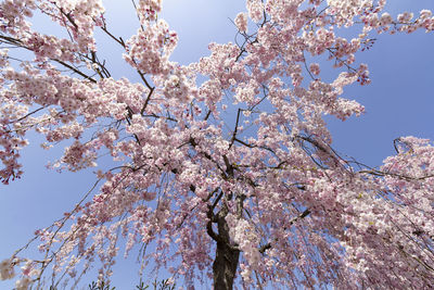 Low angle view of cherry blossoms against sky