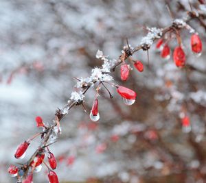 Close-up of cherry blossom