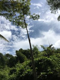 Low angle view of trees in forest against sky