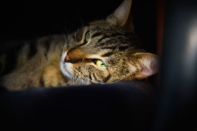 Close-up of a cat resting