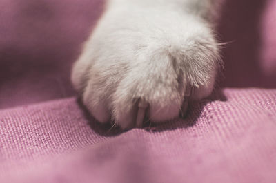 Close-up of cat sleeping
