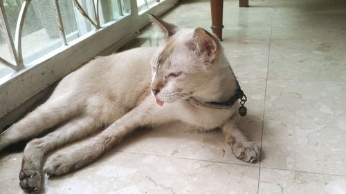 Close-up of cat relaxing on tiled floor