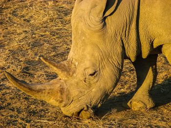 Side view of rhinoceros on field