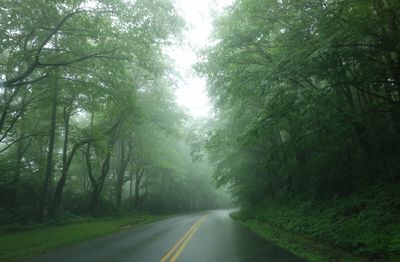 Road amidst trees in forest