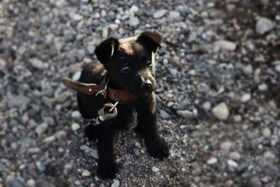 High angle portrait of black dog standing on land