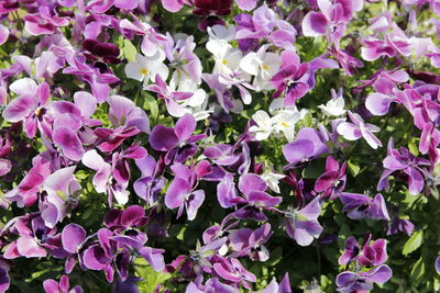 Close up of purple flowering plant