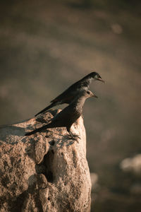 Birds looking out