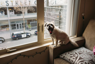 Dog sitting on window at home