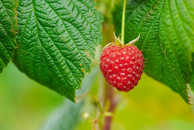 leaf