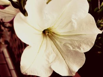 Close-up of white flower