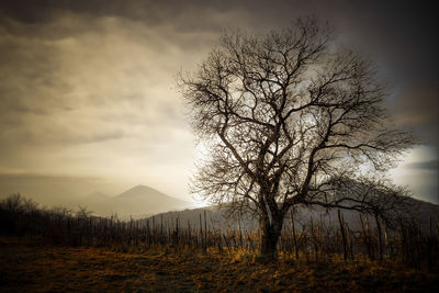 Bare tree on field against sky