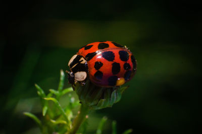 Close-up of ladybug on plant
