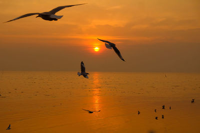 Silhouette birds flying over sea against orange sky