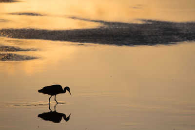 Silhouette bird on beach