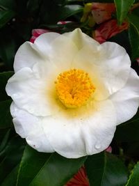 Close-up of white rose