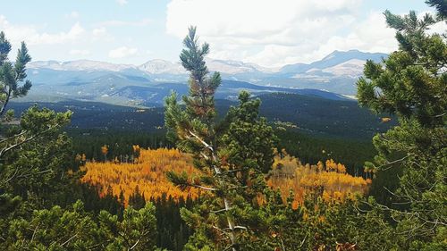 Plants growing in a valley