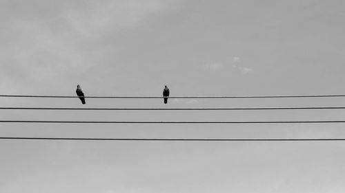 Low angle view of birds perching on cable against sky