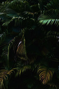 Close-up of palm tree leaves