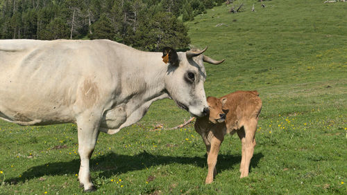 Cow standing in a field