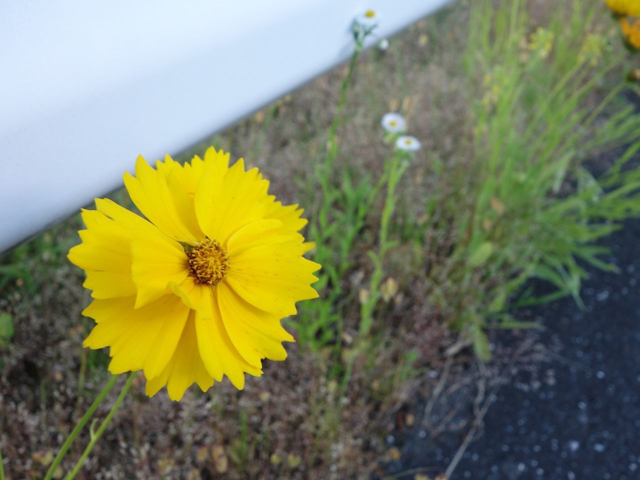 flower, yellow, petal, freshness, fragility, flower head, growth, blooming, beauty in nature, plant, close-up, pollen, focus on foreground, nature, in bloom, single flower, field, sunflower, stem, blossom