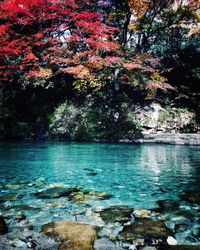 Scenic view of trees