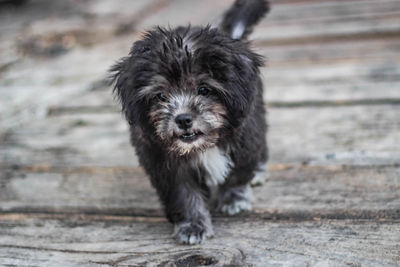 Portrait of dog sticking out tongue outdoors