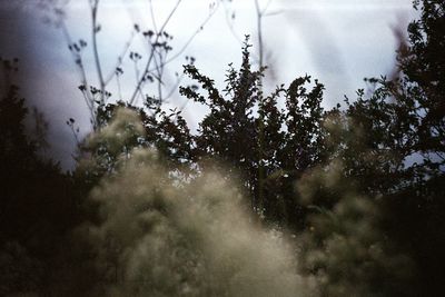 Trees on landscape against sky