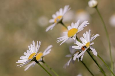 Close-up of insect on white flower