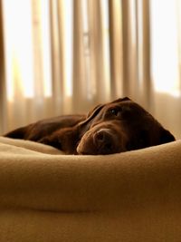 Close-up of dog resting at home