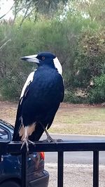 Bird perching on railing