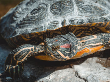 Close-up of turtle on rock