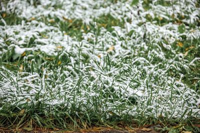 Close-up of pine cone on field during winter