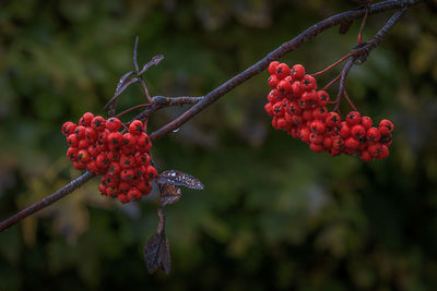 Close-up of red berries growing on tree